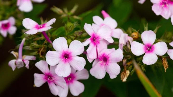 10 Late-Summer Perennials for August Color