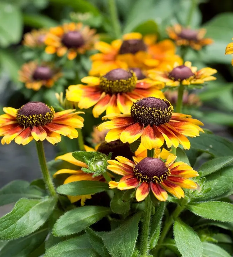 Black-eyed Susan