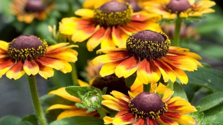 10 Perennials That Are Easy to Grow and 8 That Practically Care for Themselves