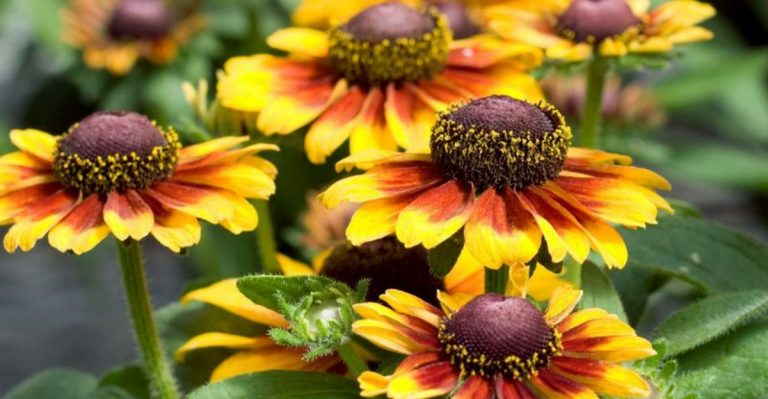 10 Perennials That Are Easy to Grow and 8 That Practically Care for Themselves