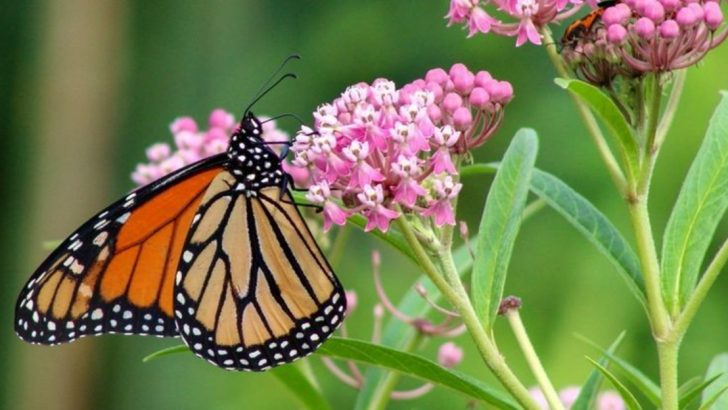 10 Plants That Tolerate Wet Soil