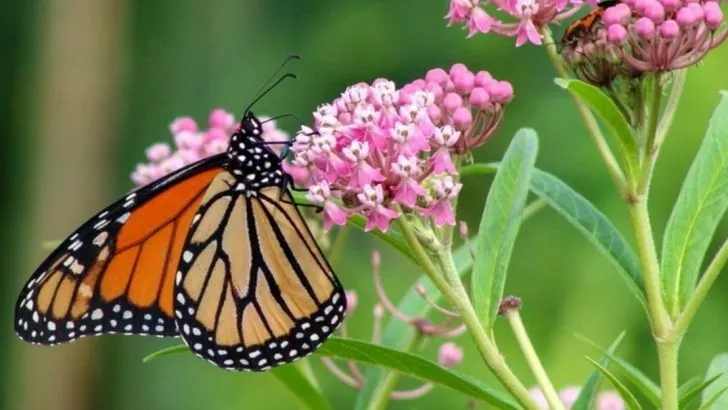 10 Plants That Tolerate Wet Soil