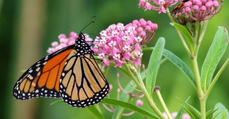 10 Plants That Tolerate Wet Soil