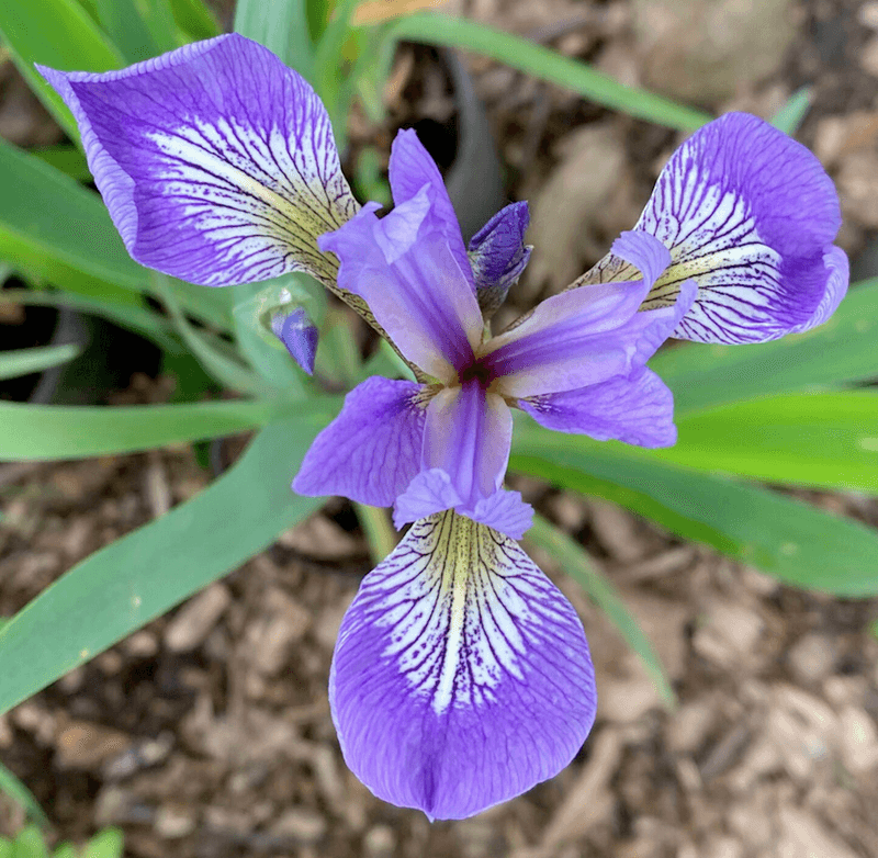 Iris