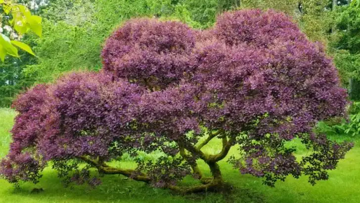 10 Plants for Unforgettable Foliage Drama in Summer