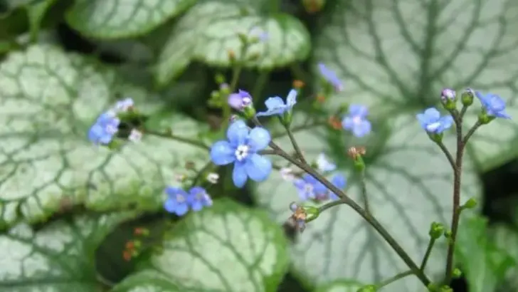 10 Shade-Loving Companions for Under Fruit Trees