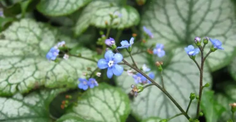 10 Shade-Loving Companions for Under Fruit Trees