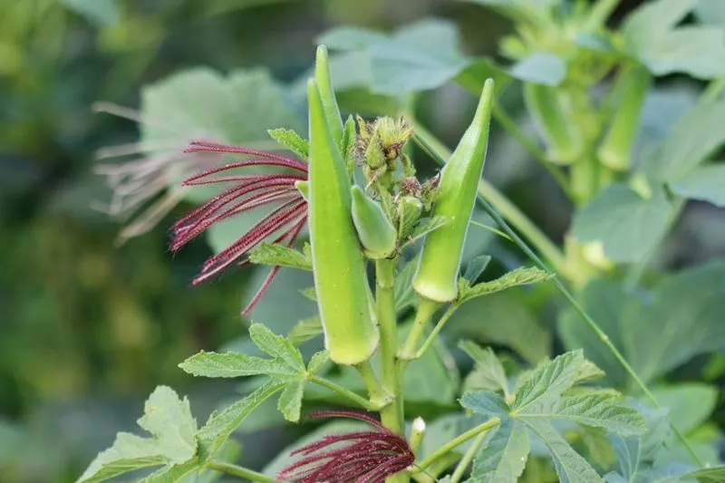 Okra