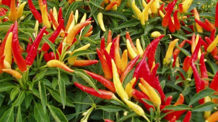 10 Shockingly Tough Vegetables That Love Brutal Heat