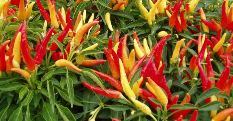 10 Shockingly Tough Vegetables That Love Brutal Heat