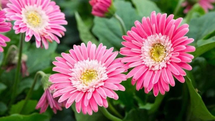 10 Air-Purifying Plants That Work Overnight + 7 That Only Look Good But Do Nothing