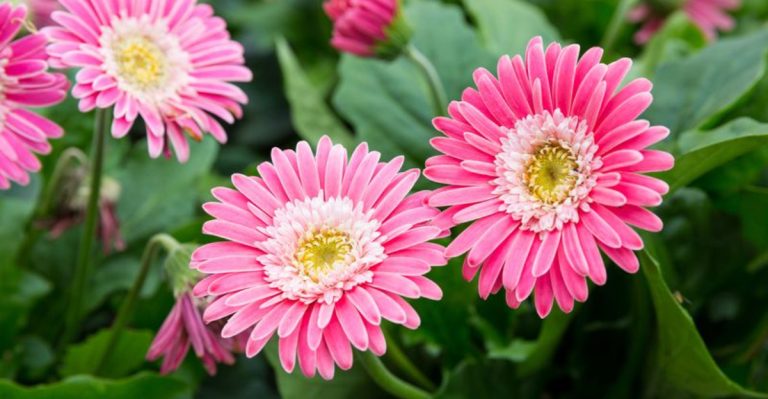 10 Air-Purifying Plants That Work Overnight + 7 That Only Look Good But Do Nothing