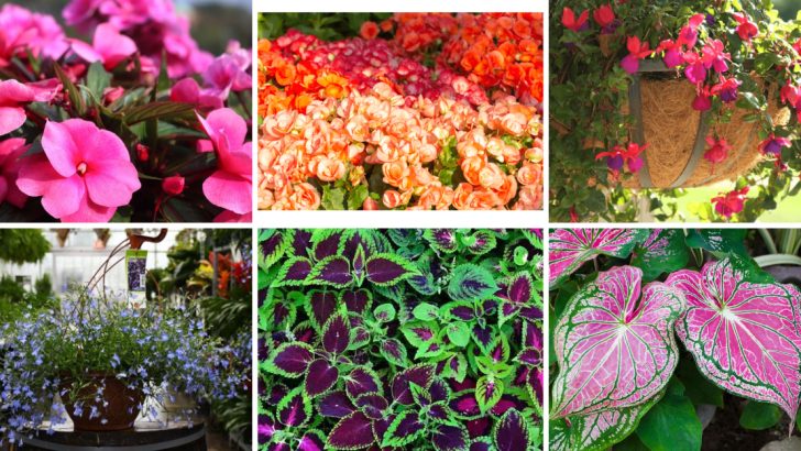 10 Colorful Blooms That Fade Fast in Direct Sunlight