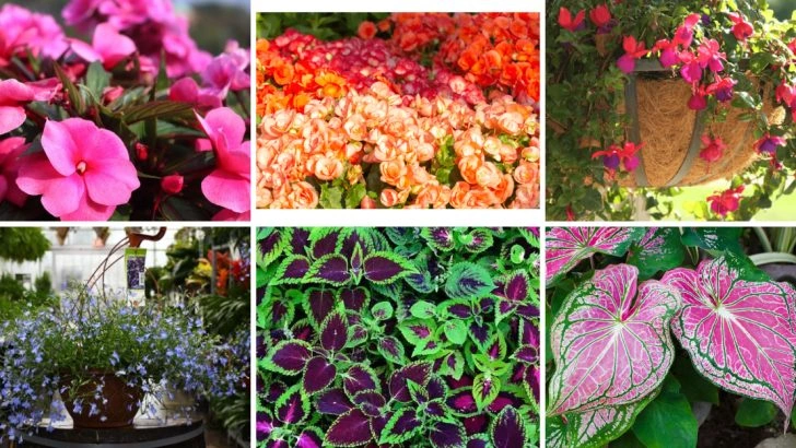 10 Colorful Blooms That Fade Fast in Direct Sunlight