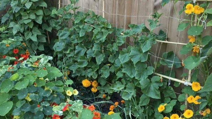 10 Companion Flower Combos That Supercharge Your Vegetable Garden