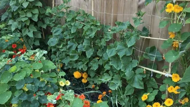 10 Companion Flower Combos That Supercharge Your Vegetable Garden