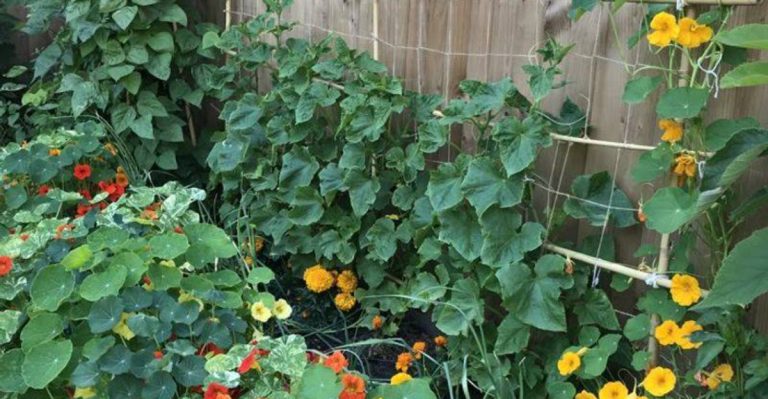 10 Companion Flower Combos That Supercharge Your Vegetable Garden