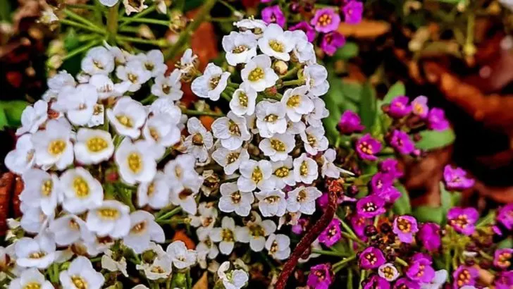 10 Companion Flowers That Naturally Protect Vegetables