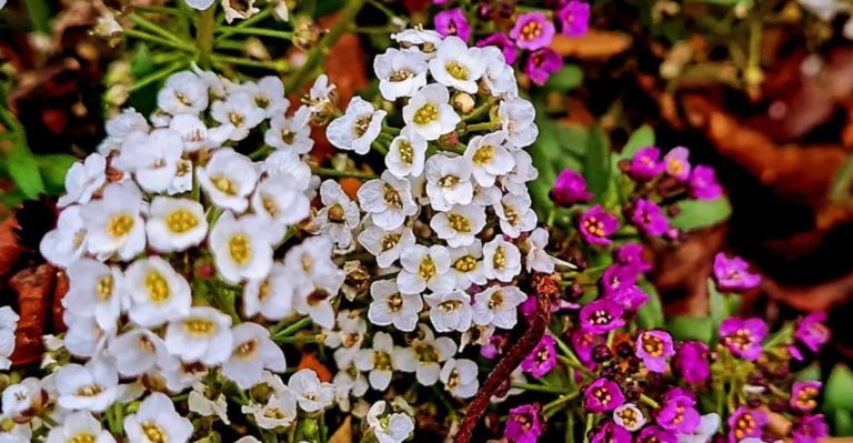 10 Companion Flowers That Naturally Protect Vegetables