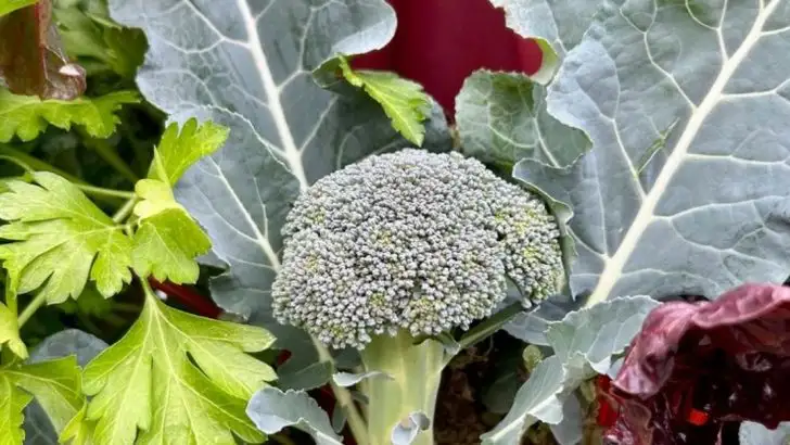 10 Crops That Thrive When You Grow Them in the Wrong Season