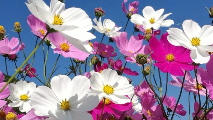 10 Easy Flowers to Grow from Seed (No Experience Needed)