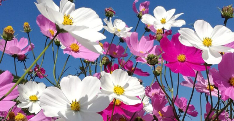 10 Easy Flowers to Grow from Seed (No Experience Needed)