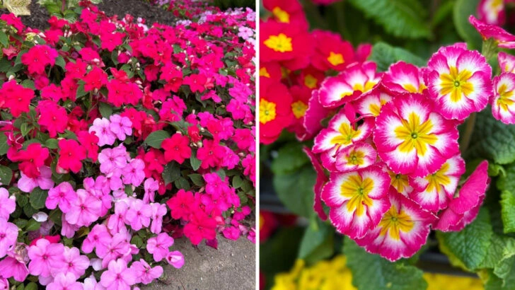 10 Flowers That Fade Too Quickly in Summer Heat (And 8 That Keep Blooming Brightly)