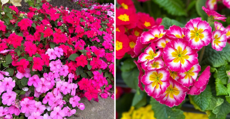 10 Flowers That Fade Too Quickly in Summer Heat (And 8 That Keep Blooming Brightly)