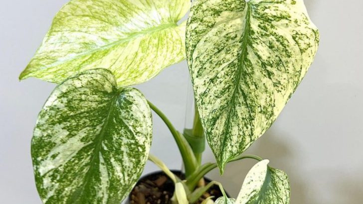 10 Fragrant Houseplants and 5 Flowers That Perfume Your Home Naturally