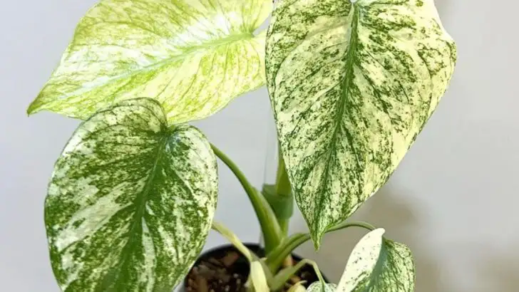 10 Fragrant Houseplants and 5 Flowers That Perfume Your Home Naturally