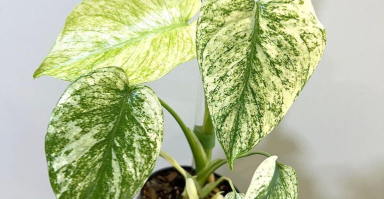 10 Fragrant Houseplants and 5 Flowers That Perfume Your Home Naturally