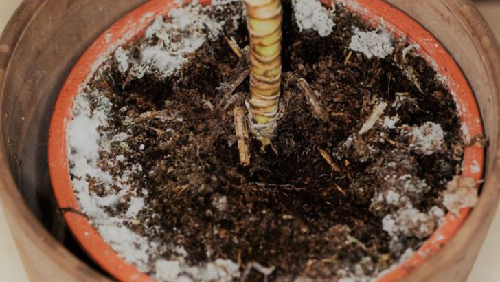 10 Fungi That Will Transform Your Garden Soil