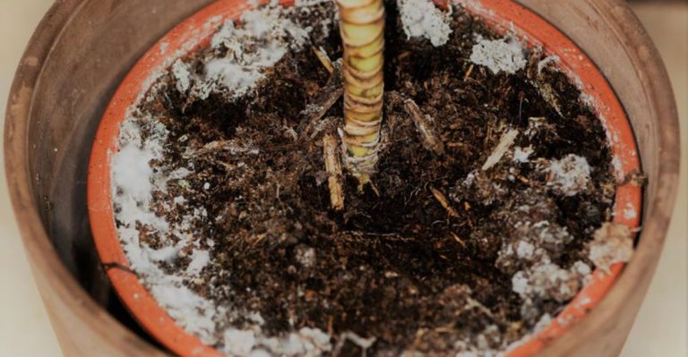 10 Fungi That Will Transform Your Garden Soil