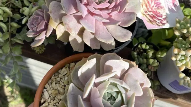 10 Heat-Loving Plants and 5 Tools That Don’t Fail in Full Sun