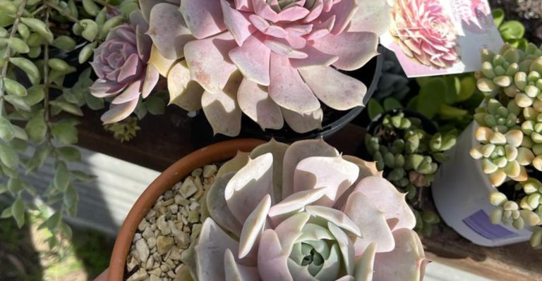 10 Heat-Loving Plants and 5 Tools That Don’t Fail in Full Sun