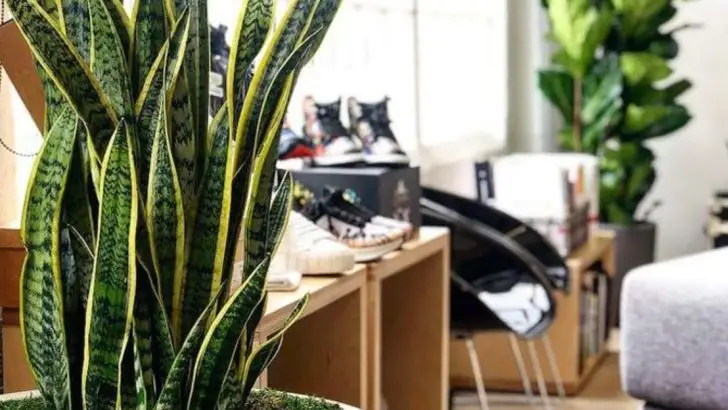 10 Indoor Plants That Boost Your Home’s Air Quality Instantly