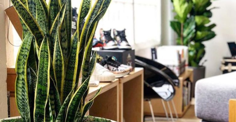 10 Indoor Plants That Boost Your Home’s Air Quality Instantly