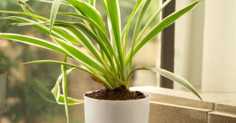 10 Indoor Plants That Thrive in Low Light + 8 You Should Never Put in Dark Rooms