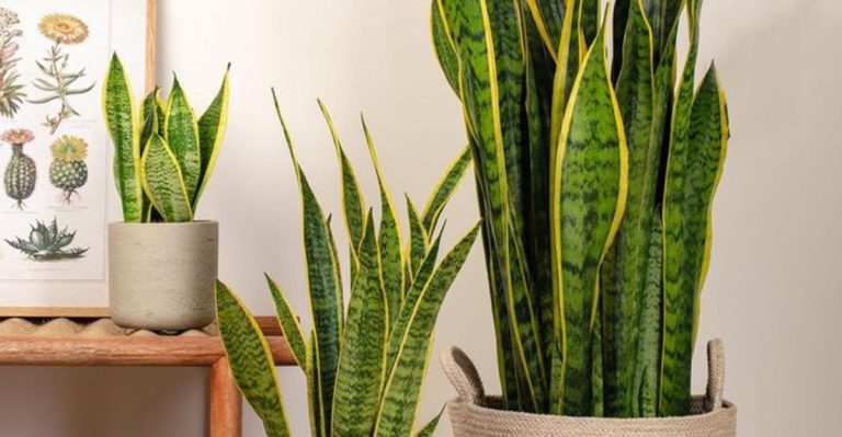 10 Indoor Plants That Thrive in Low Light and Purify Your Air