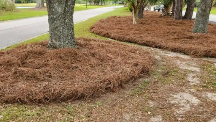 10 Mulches That Can Ruin a Flower Bed (And 8 That Make It Thrive and Look Great)