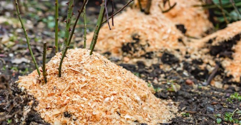 10 Organic Fertilizers That Work Wonders + 8 You Should Stop Using Right Now
