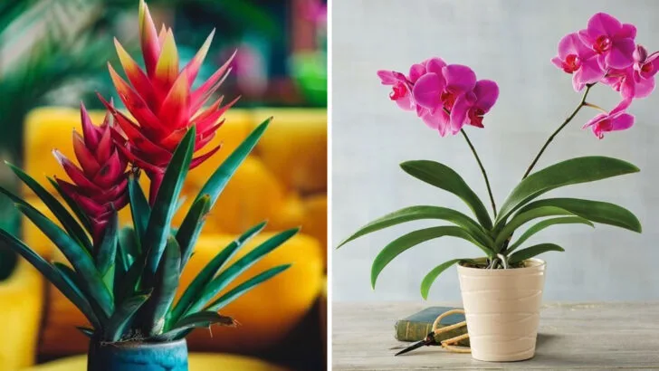 10 Plants That Look Good in Store But Struggle in Real Gardens (With 10 Better Options That Last)