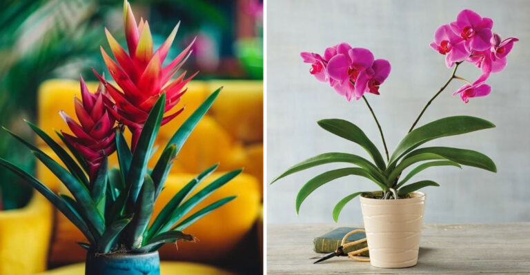 10 Plants That Look Good in Store But Struggle in Real Gardens (With 10 Better Options That Last)