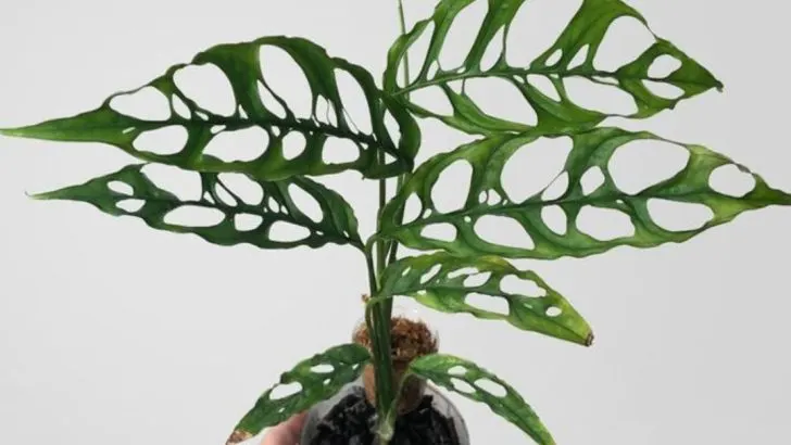 10 Rare Houseplants That Are Worth the Effort