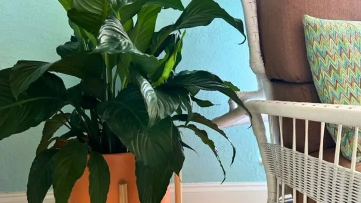 10 Self-Watering Plants and 6 Balcony Plants That Keep Their Leaves Clean