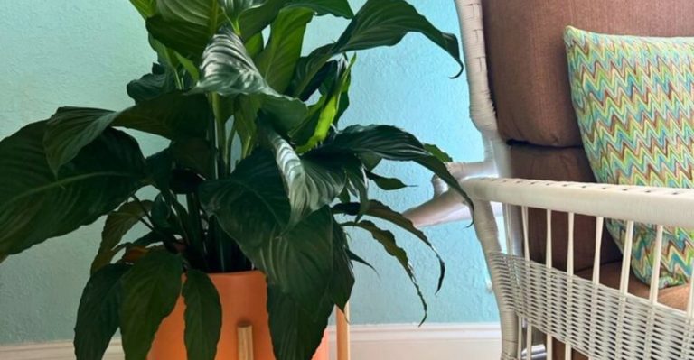 10 Self-Watering Plants and 6 Balcony Plants That Keep Their Leaves Clean