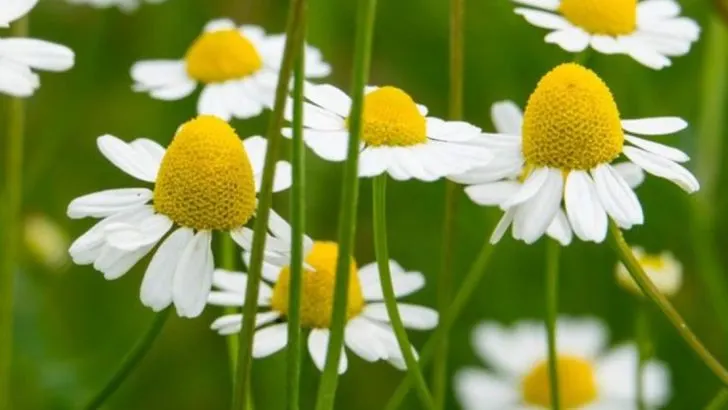 10 Shrubs and 8 Herbs That Stay Green and Smell Better After Rain