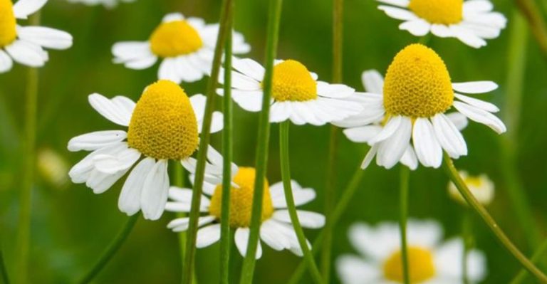 10 Shrubs and 8 Herbs That Stay Green and Smell Better After Rain