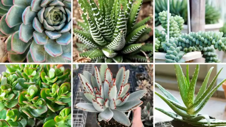10 Stunning Succulents That Are Easy to Overwater