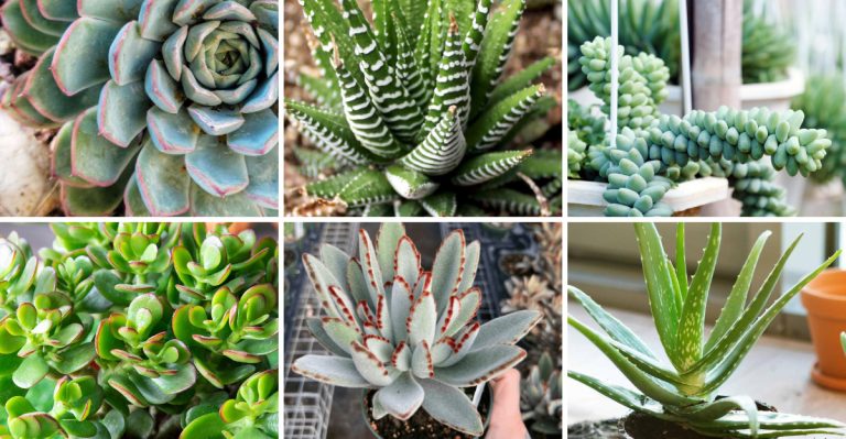 10 Stunning Succulents That Are Easy to Overwater